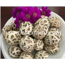 3-4cm secado deshidratado flor blanca Shiitake seta